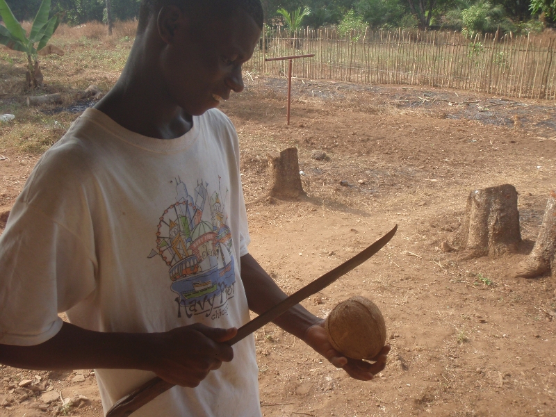 Coconuts in Sierra Leone