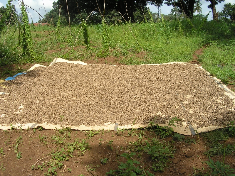Drying Ground Nuts in Sierra Leone